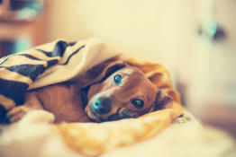 Need Furnace Repairman, Dog snuggled in blanket